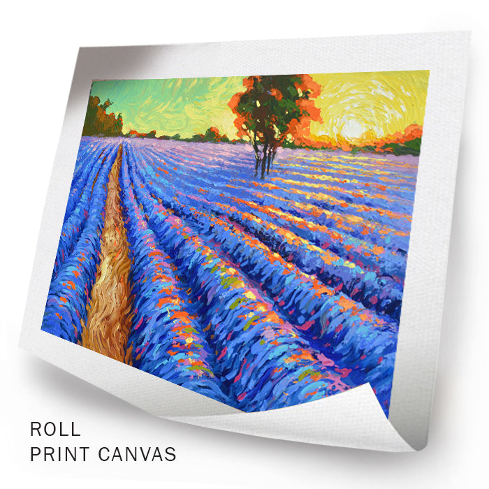 Campo de lavanda. Puesta de sol